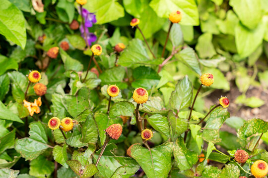 Electric daisy or Spilanthes Oleracea plant in Saint Gallen in Switzerland 30.7.2025