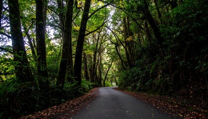 Obraz premium Forest road