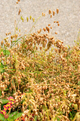 Big quaking grass or Briza Maxima plant in Saint Gallen in Switzerland 30.7.2025