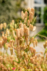 Big quaking grass or Briza Maxima plant in Saint Gallen in Switzerland 30.7.2025