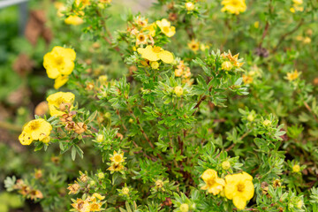 Shrubby cinquefoil or Dasiphora Fruticosa plant in Saint Gallen in Switzerland 30.7.2025