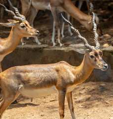 Deer’s family. Picture clicked at Arignar Anna Zoological Park, Chennai, Tamil Nadu, South India,...