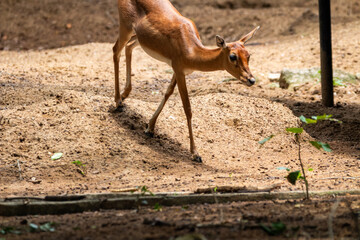 Deer Picture clicked at Arignar Anna Zoological Park, Chennai, Tamil Nadu, South India, India