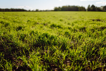 Close-up of new sprouts growing from fertile soil in the sun. Young plants sprouting in an agricultural field. Concept of agriculture, farming.