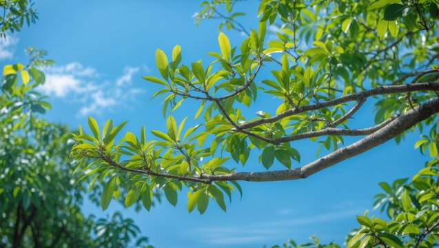 Scenic view highlighting ketapang tree foliage