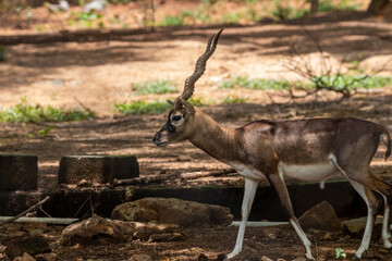 Deer with horn Picture clicked at Arignar Anna Zoological Park, Chennai, Tamil Nadu, South India,...