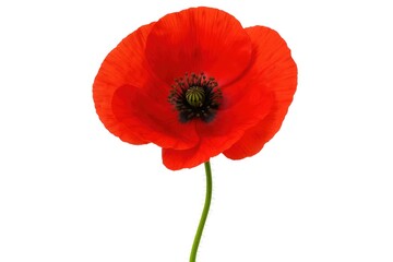 Obraz premium Single vibrant red poppy flower on a white background with a glimpse of another flower in the collection