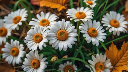 Fototapeta premium An up-close shot highlighting the intricate features of daisies with white petals and yellow centers surrounded by autumn foliage
