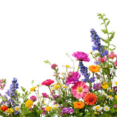 Vibrant wildflowers corner border, garden, spring © Rasya