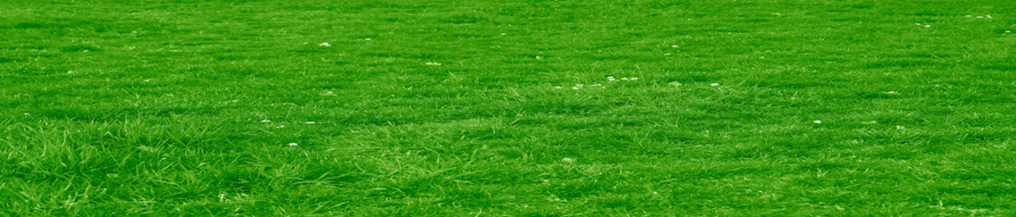landscape green grass field in long perspective. Close-up green grass meadow without trees. empty grassland, park background, Spring time and summer season. summertime. wild white flowers