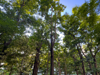 Obraz premium 都心散歩 都心の森