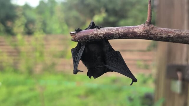 A small bat hangs upside down from a tree branch, representing nocturnal wildlife and the mysterious side of nature