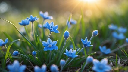Fototapeta premium Delicate blue flowers glowing in the evening sunlight against lush grass