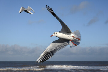 Black headed Gull