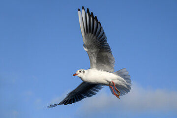 Black headed Gull