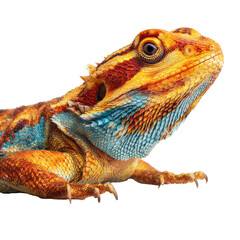 Obraz premium Close-up of a vibrant bearded dragon, detailed scales and eye, isolated on black