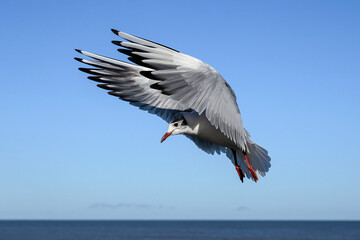 Black headed Gull