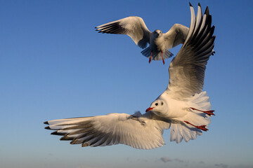 Black headed Gull