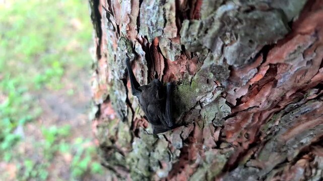 A small bat clings to the textured bark of a tree trunk, showcasing wildlife in its natural habitat