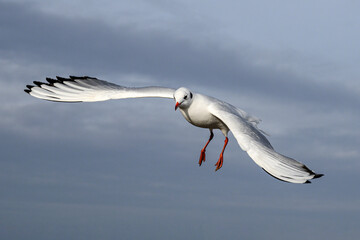 Black headed Gull