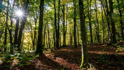 Sunlight streams through autumn forest