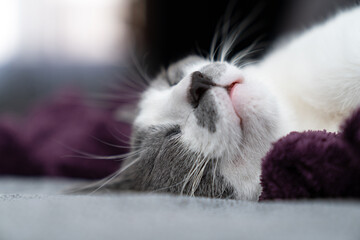 Relaxed domestic cat lying on cozy purple blanket in bright modern living room enjoying peaceful afternoon nap near window, with blurred home plants and interior decor in soft natural light background