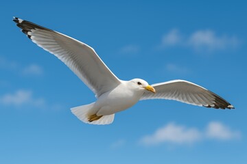 Fototapeta premium Bird in flight against a clear blue sky