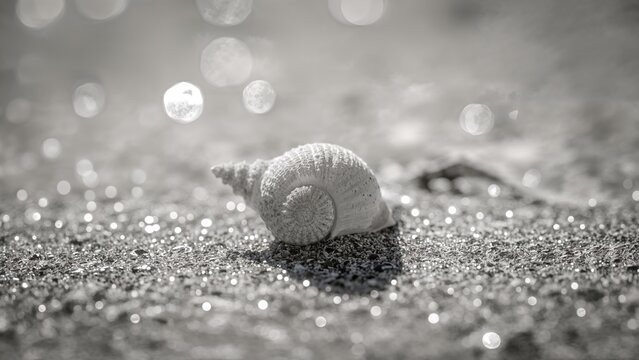 Black and white image featuring a shell