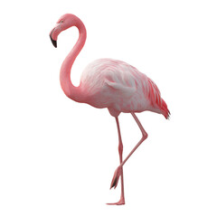 pink flamingo isolated from side, full body, no background PNG