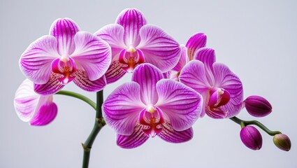 Isolated pink orchid on a plain white backdrop