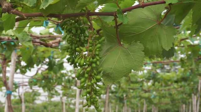 Ba Moi Vineyard in Ninh Thuan Province Travel in Vietnam