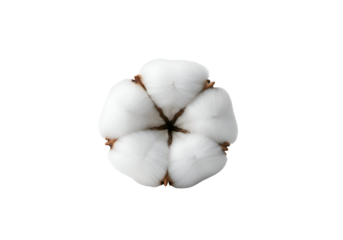 Overhead View of a Fluffy White Cotton Boll with Brown Seed Pods.