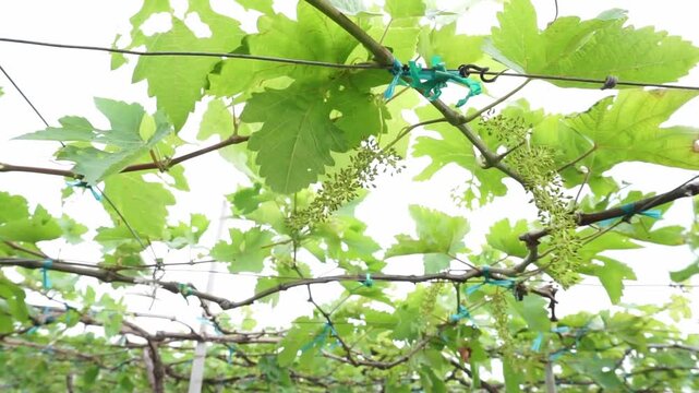 Ba Moi Vineyard in Ninh Thuan Province Travel in Vietnam