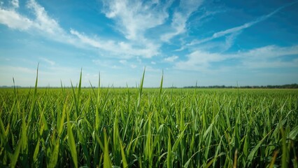 Lush green rice cultivation areas