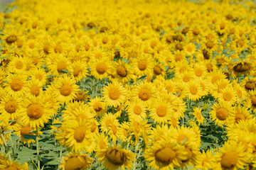 Vast field of yellow sunflowers in summer
