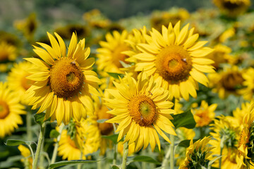 Yellow sunflower with honey bees in a field in summer