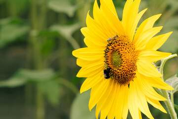 Yellow sunflower with bumblebee and honey bee in a field in summer