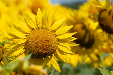 Closeup of a beautiful yellow sunflower in a vast field in summer