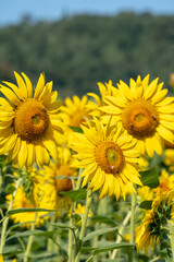 Yellow sunflower with honey bee and bumblebee in a field in summer