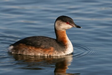 Fototapeta premium Bird species showcasing its seasonal plumage change