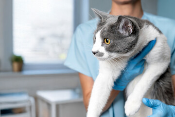Veterinarian examining pet on table in veterinary clinic, Veterinary caring of a cute cat,...