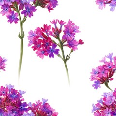 Fototapeta premium Watercolor painting of purple verbena flowers isolated on white background