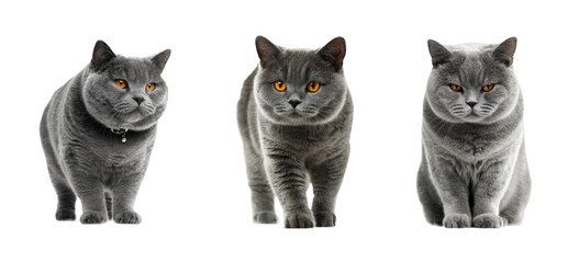 Three grey cats walking together animal PNG set, cut out, isolated on transparent background