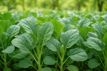 Lush Chinese kale growing in a vegetable patch