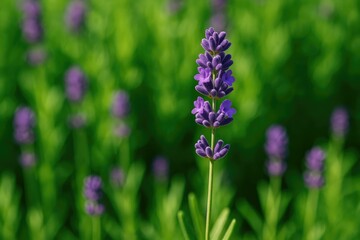 Purple floral display with lush green leaves