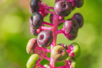 夏の山　ヨウシュヤマゴボウの実03