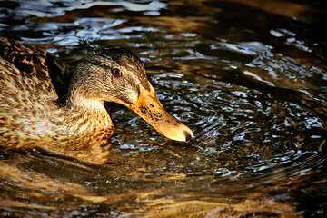 Golden Duck
