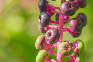 夏の山　ヨウシュヤマゴボウの実04