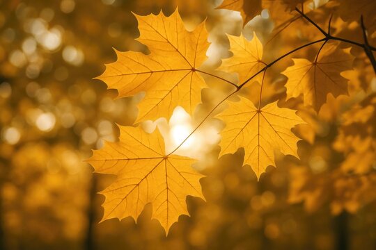 Fototapeta Close-up of Norway Maple foliage in fall, backlit by sunlight with a soft bokeh backdrop, using selective focus.