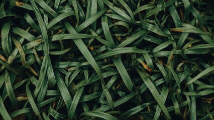 Evergreen water plant capable of surviving all water types, processed into woven products